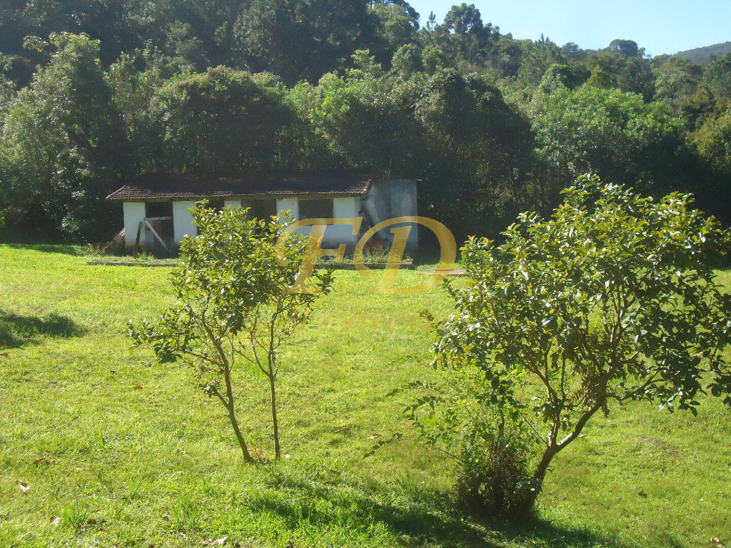 Fazenda à venda com 3 quartos, 1000m² - Foto 9