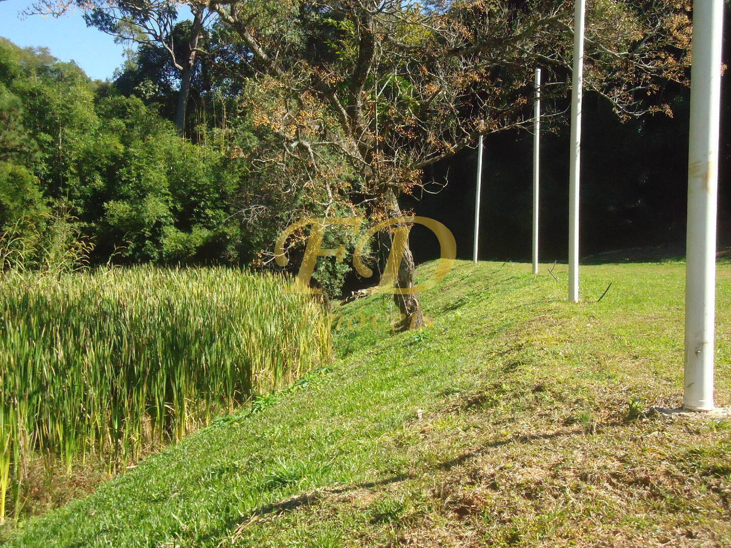 Fazenda à venda com 3 quartos, 1000m² - Foto 46