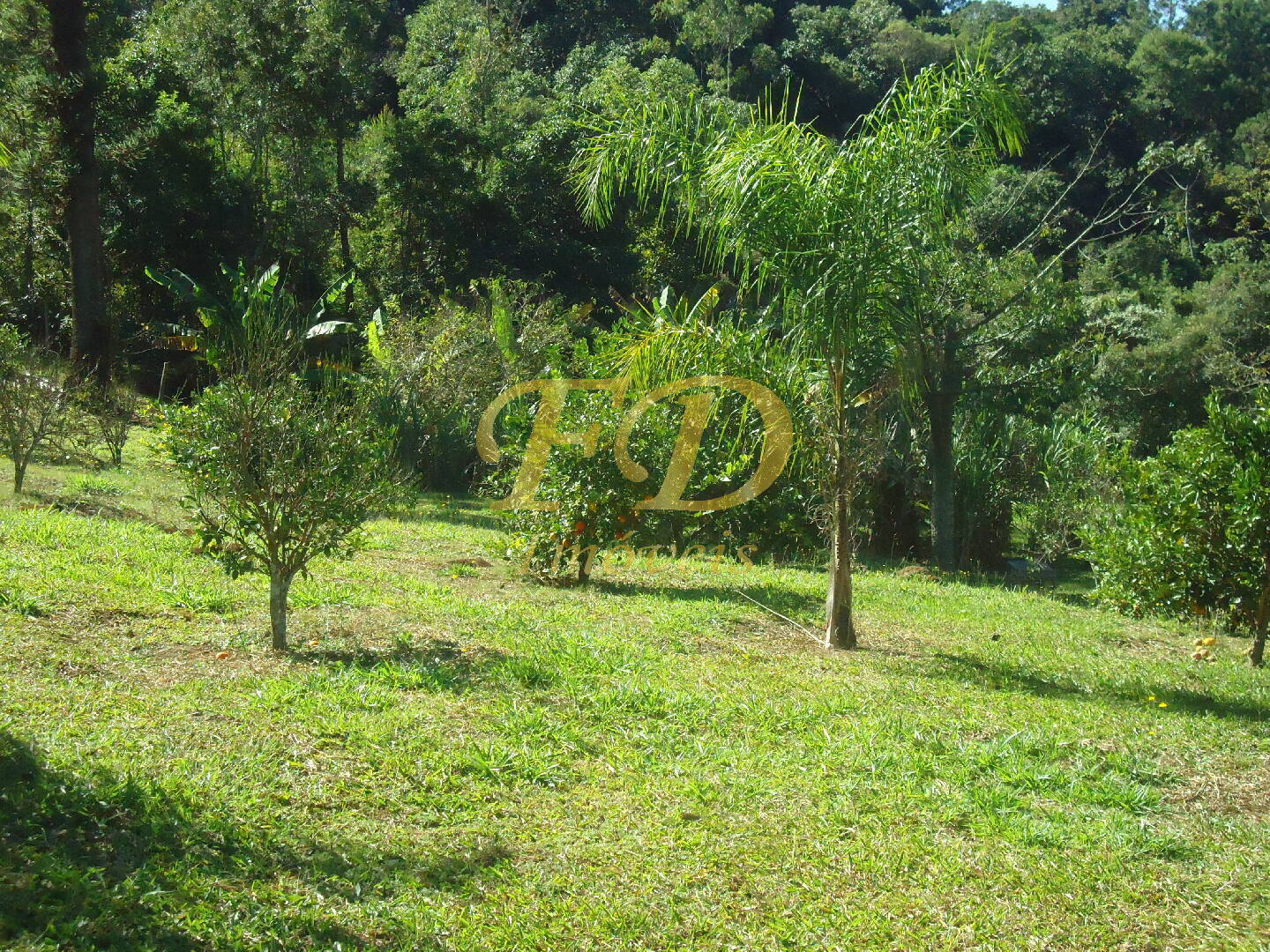 Fazenda à venda com 3 quartos, 1000m² - Foto 60