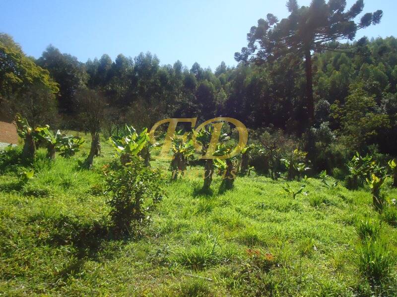 Fazenda à venda com 3 quartos, 1000m² - Foto 116