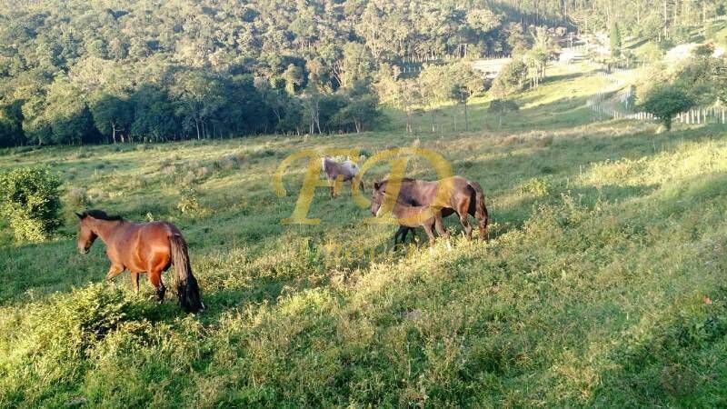 Fazenda à venda com 3 quartos, 55m² - Foto 4