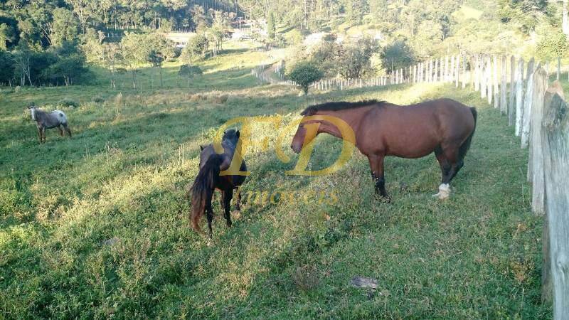 Fazenda à venda com 3 quartos, 55m² - Foto 9