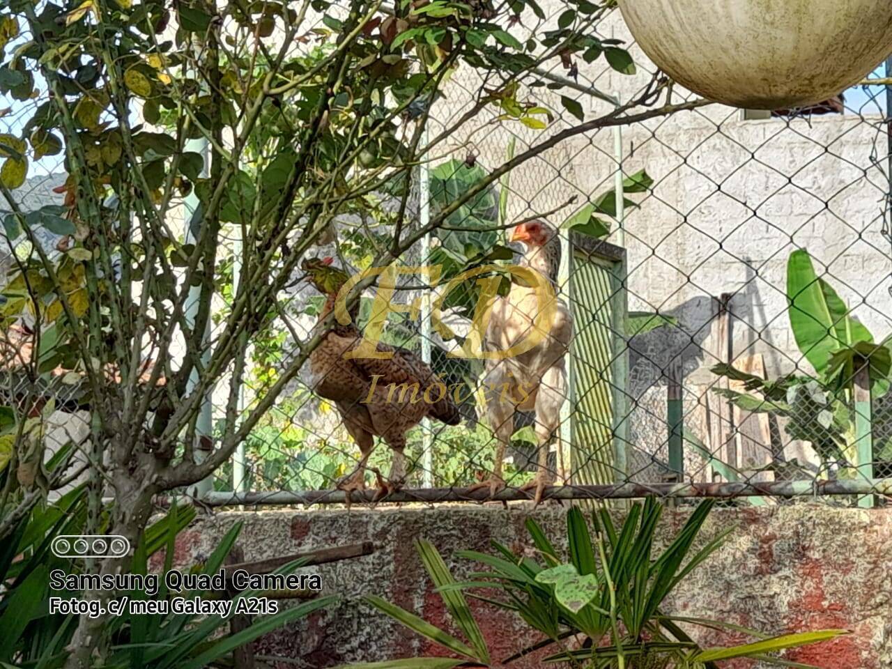 Fazenda à venda com 3 quartos, 180m² - Foto 30