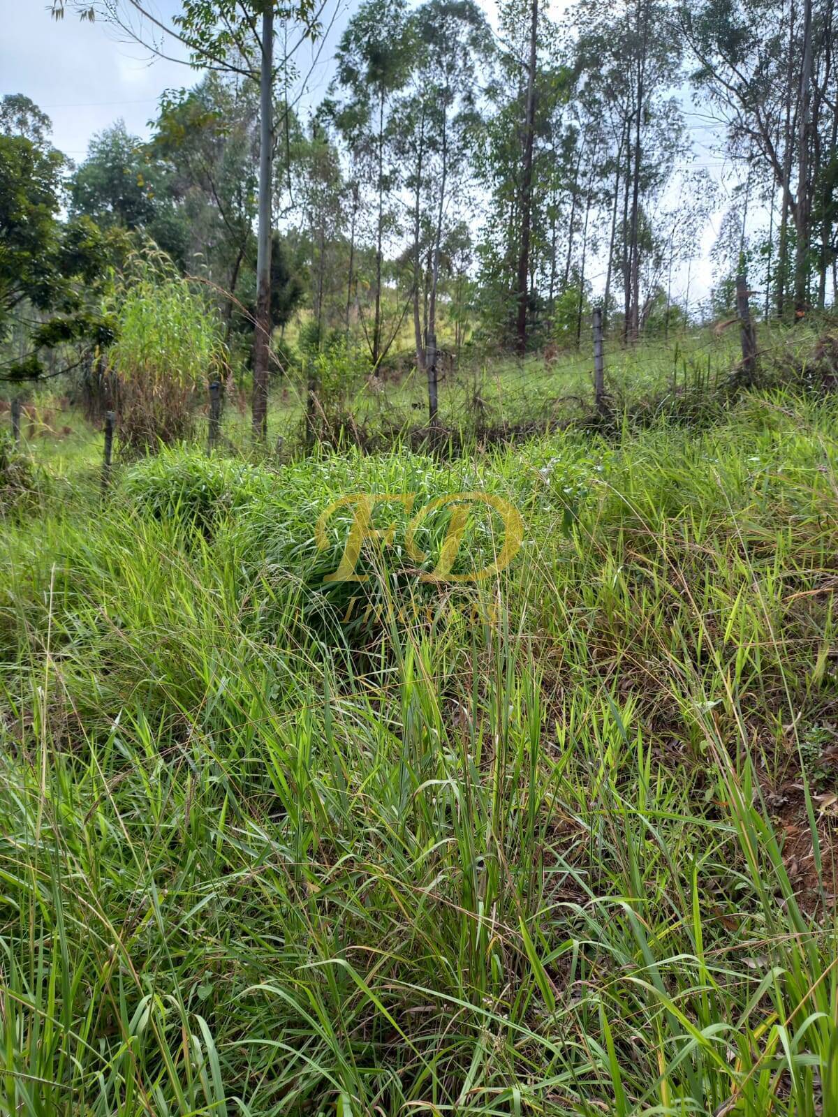 Fazenda à venda com 3 quartos, 150m² - Foto 28