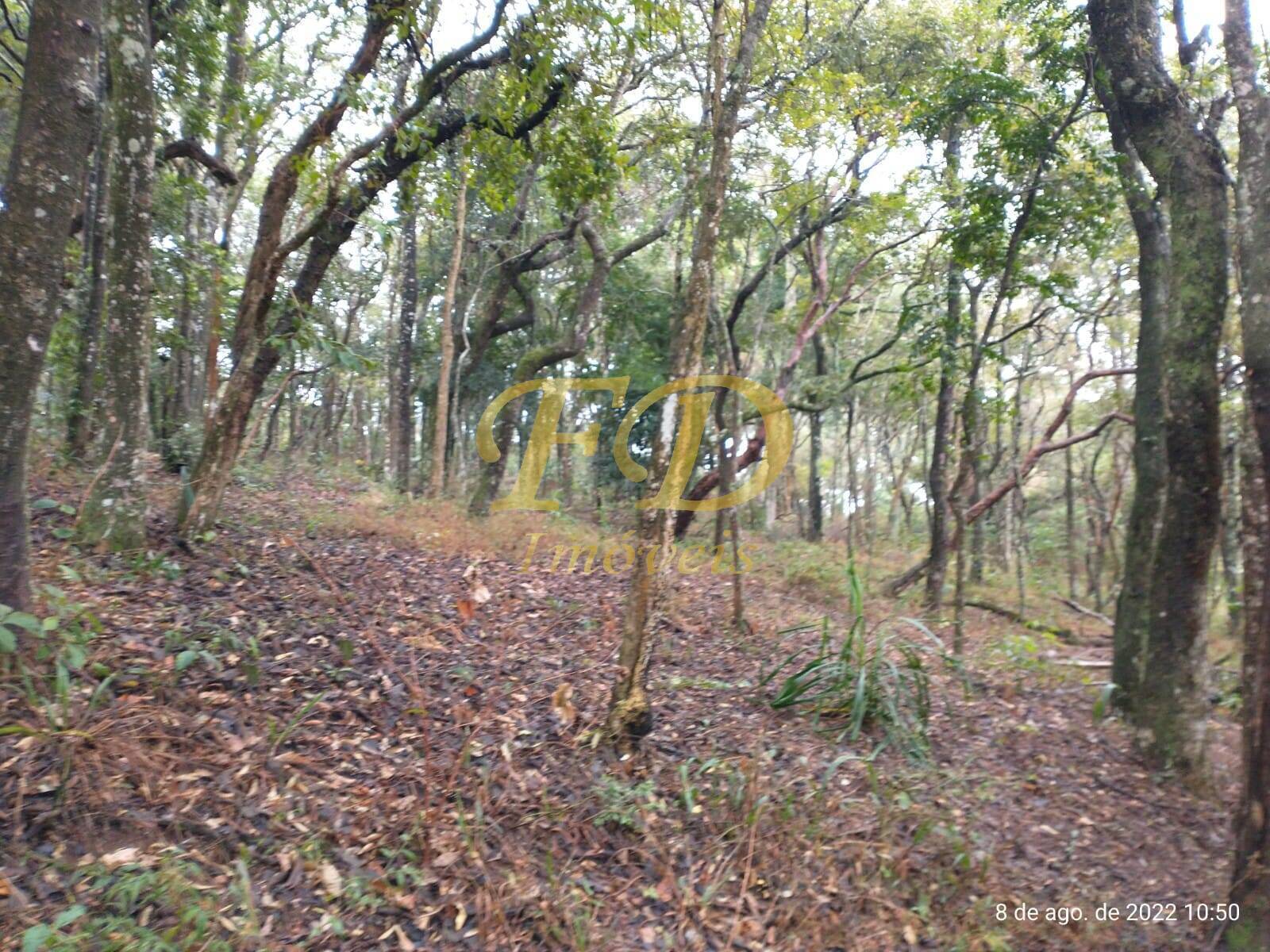 Fazenda à venda com 5 quartos, 500m² - Foto 55