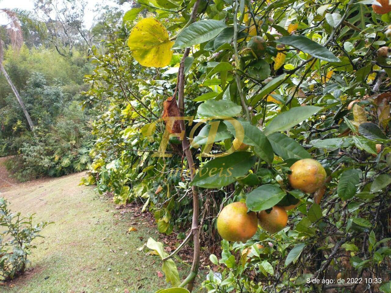 Fazenda à venda com 5 quartos, 500m² - Foto 66