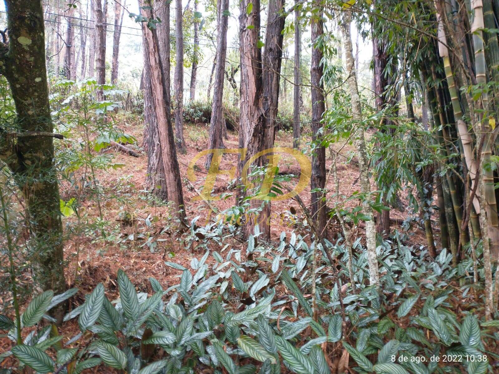 Fazenda à venda com 5 quartos, 500m² - Foto 65