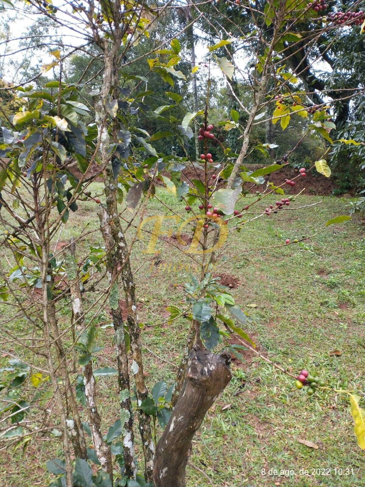 Fazenda à venda com 5 quartos, 500m² - Foto 67