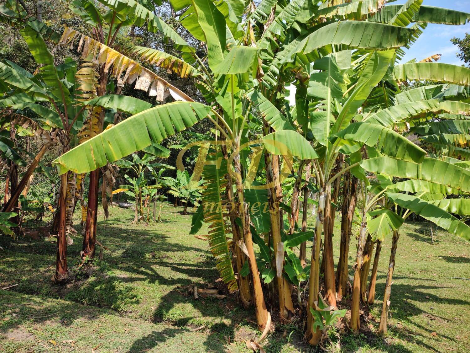 Fazenda à venda com 2 quartos, 250m² - Foto 27