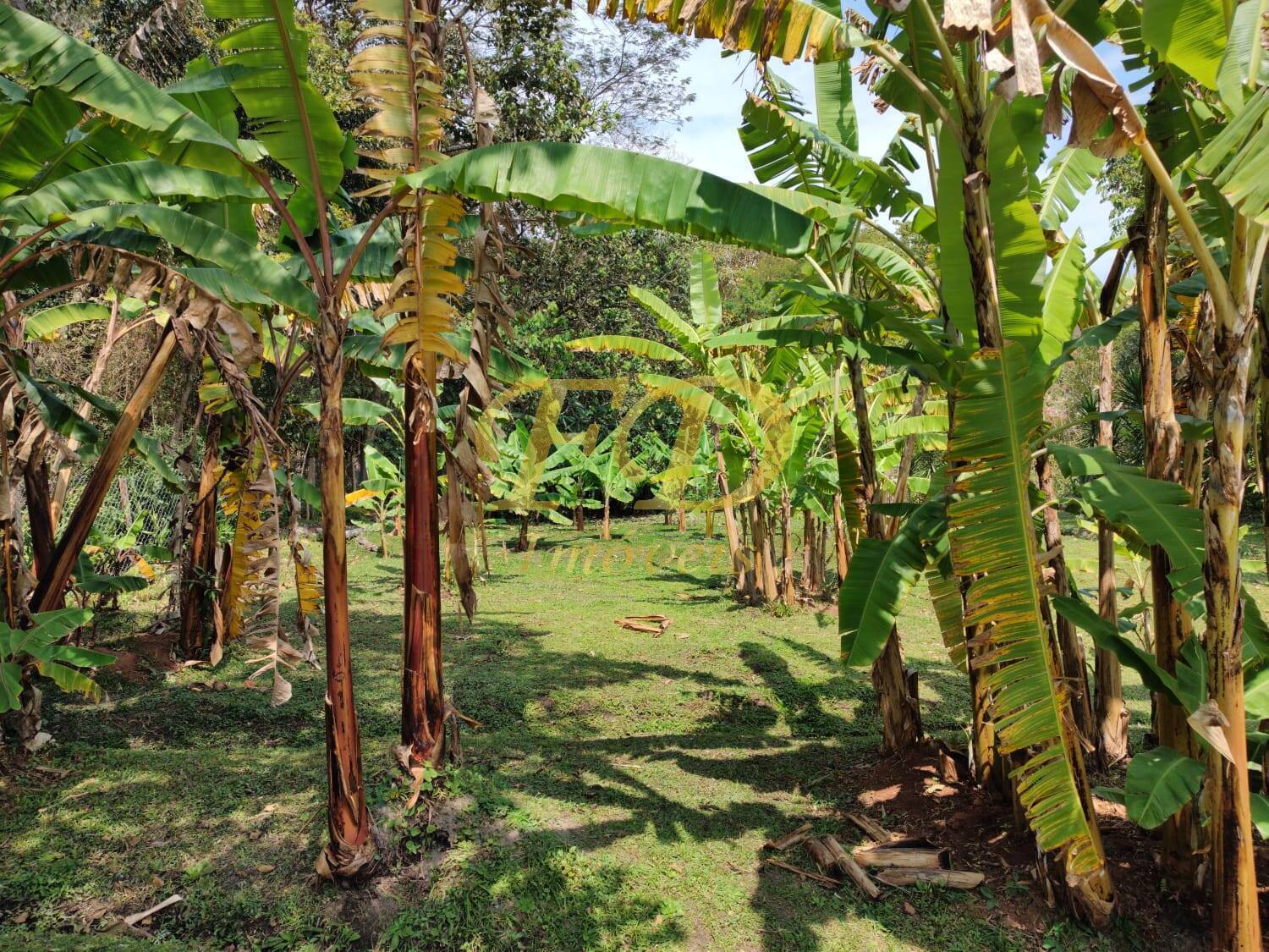 Fazenda à venda com 2 quartos, 250m² - Foto 28