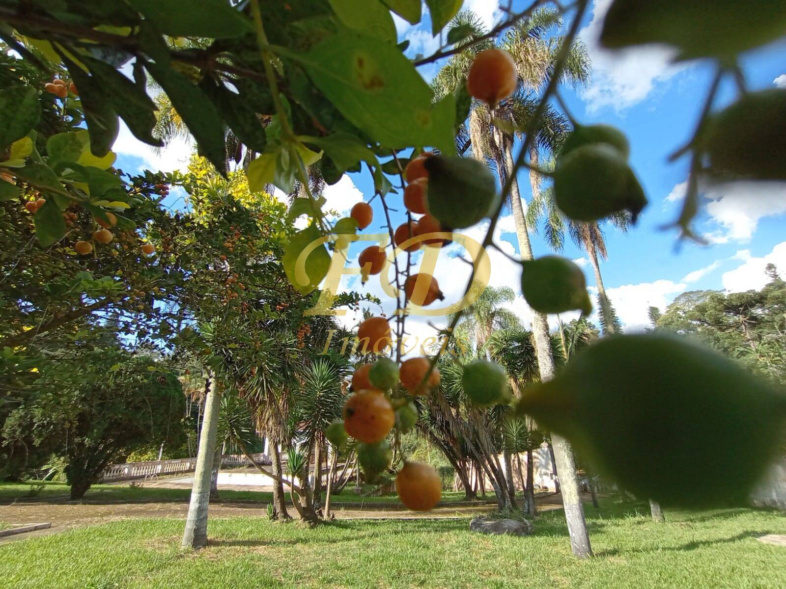 Fazenda à venda com 5 quartos, 1500m² - Foto 6