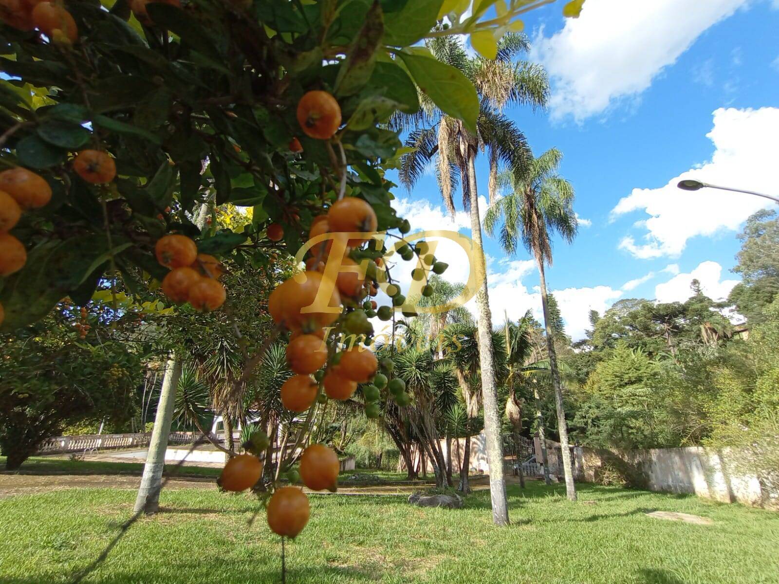 Fazenda à venda com 5 quartos, 1500m² - Foto 7