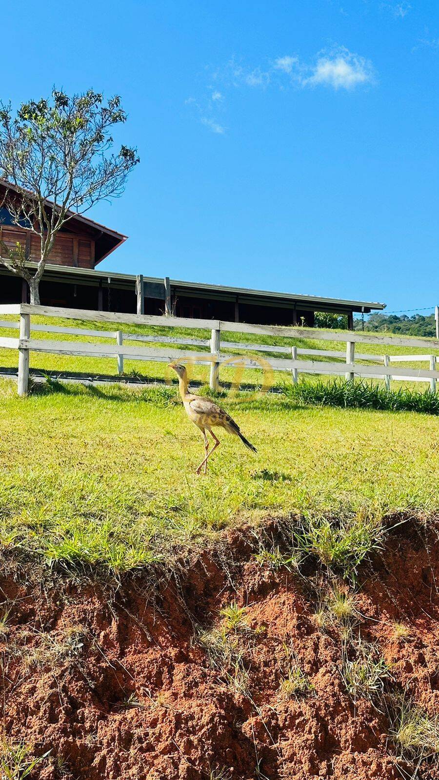 Fazenda à venda com 11 quartos, 20000m² - Foto 21