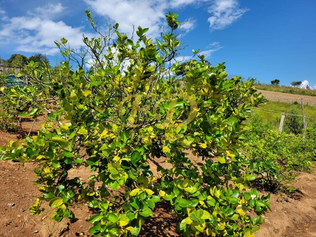 Fazenda à venda com 4 quartos, 90m² - Foto 2