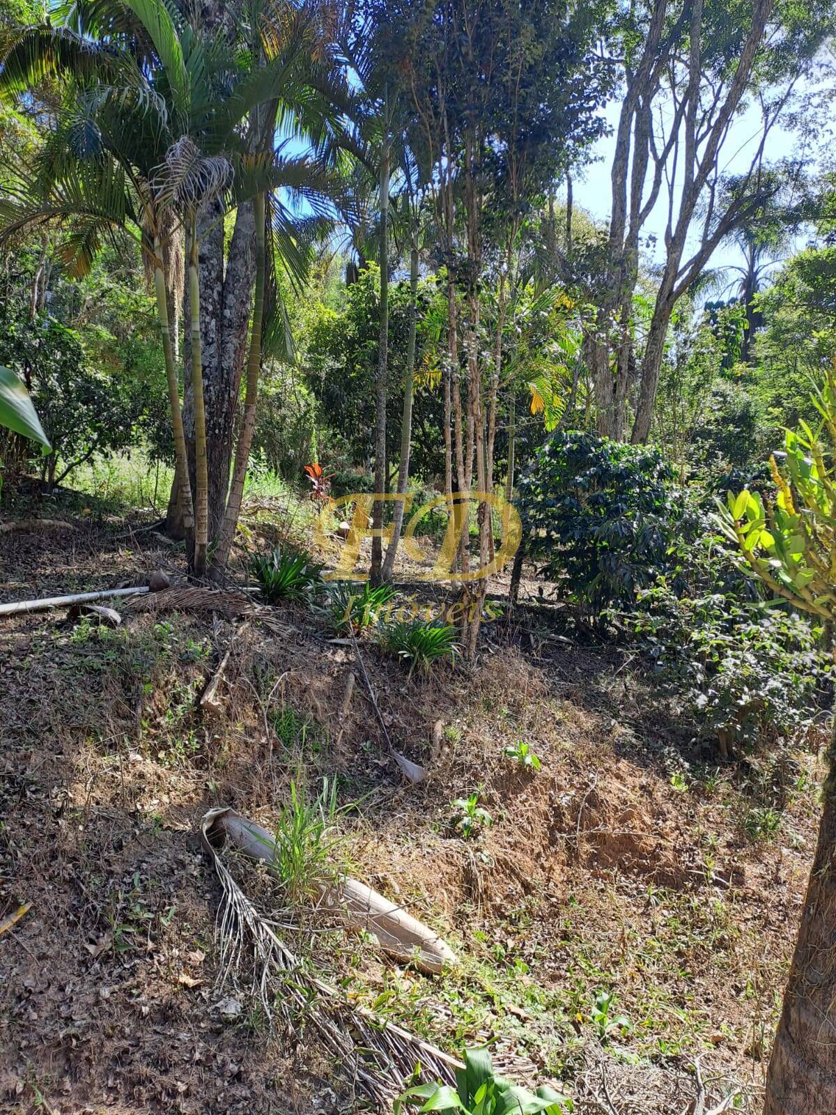 Fazenda à venda com 4 quartos, 4000m² - Foto 5