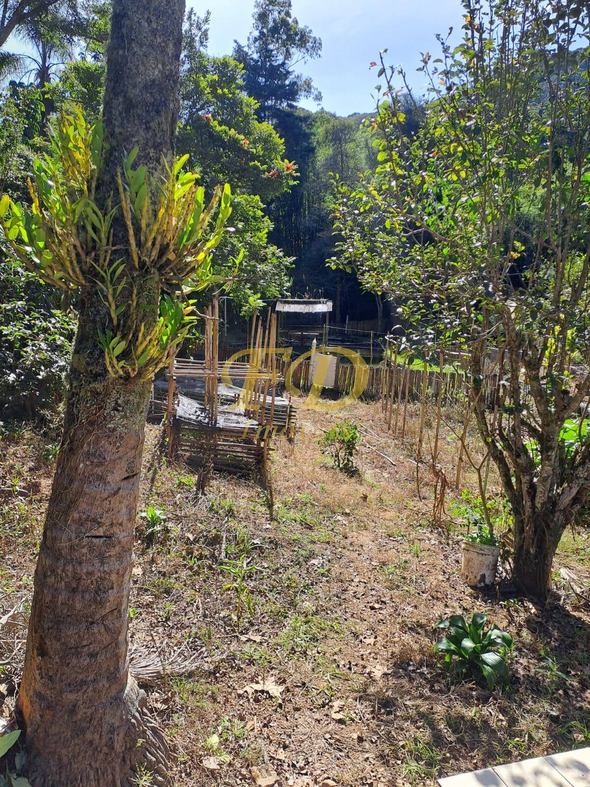 Fazenda à venda com 4 quartos, 4000m² - Foto 6