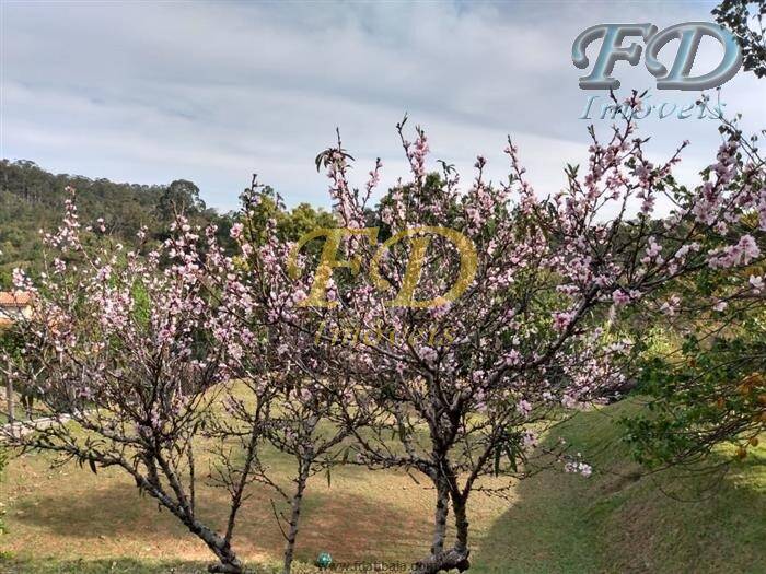 Fazenda à venda com 4 quartos, 600m² - Foto 39